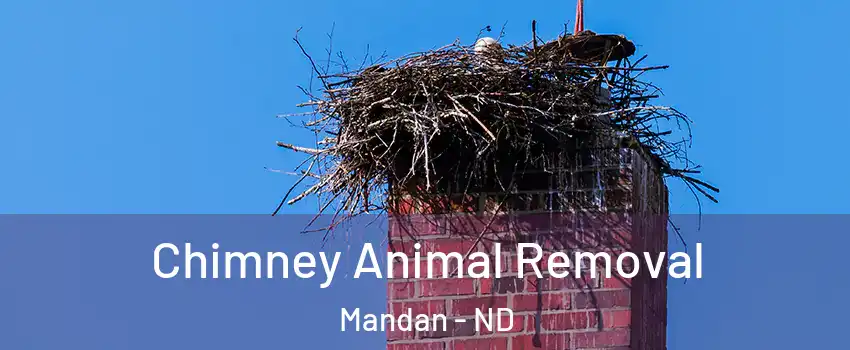 Chimney Animal Removal Mandan - ND