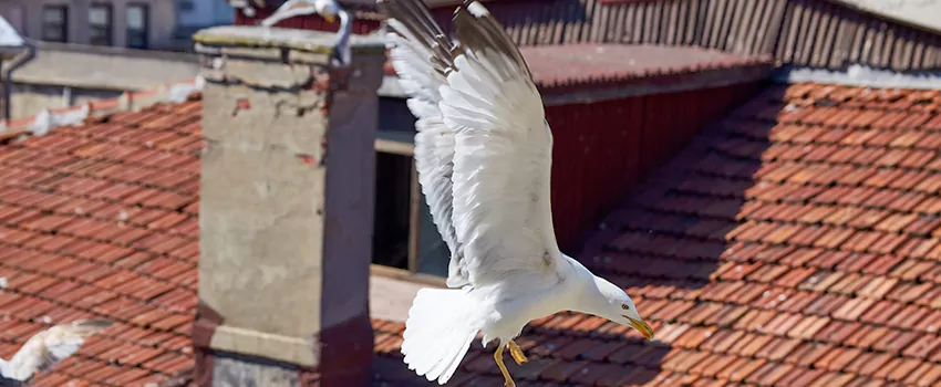 Residential Chimney Animal Removal Solution in Mandan, ND