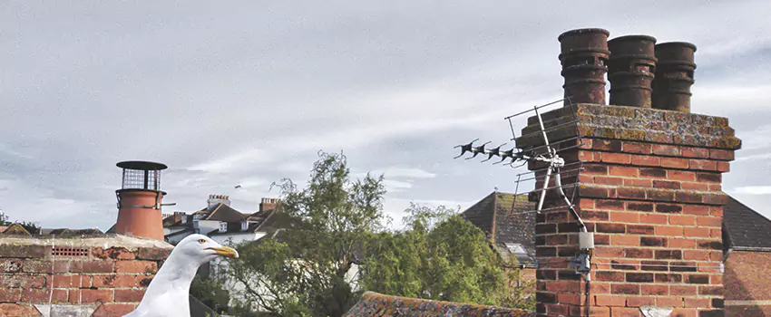 Chimney Cleaning And Restoration in Mandan, North Dakota
